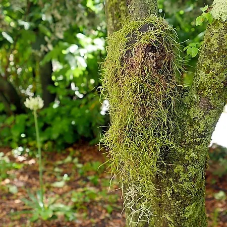 La De Seraphin Navacelles